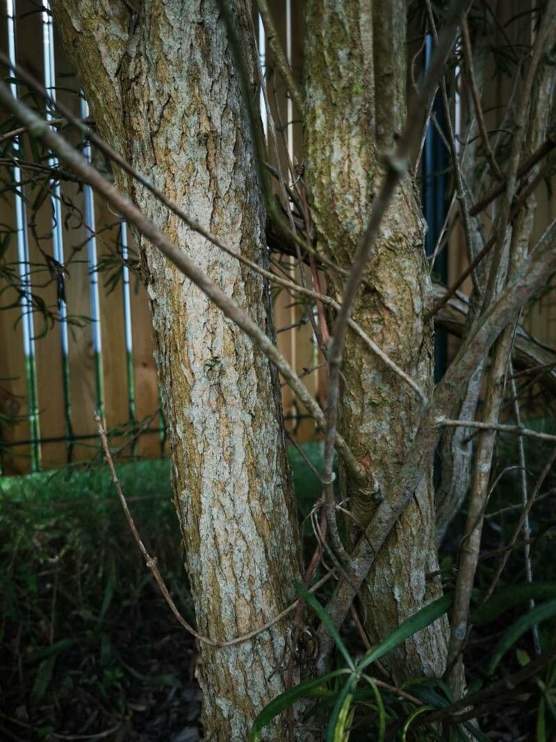 Olearia 8