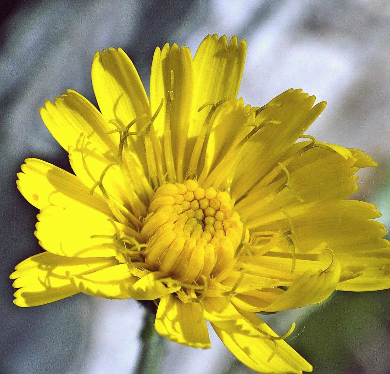 Lachenals Habichtskraut 10