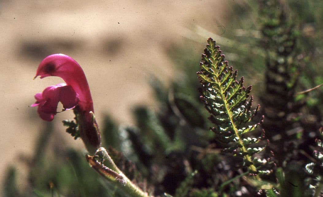 Pedicularis gyroflexa 13