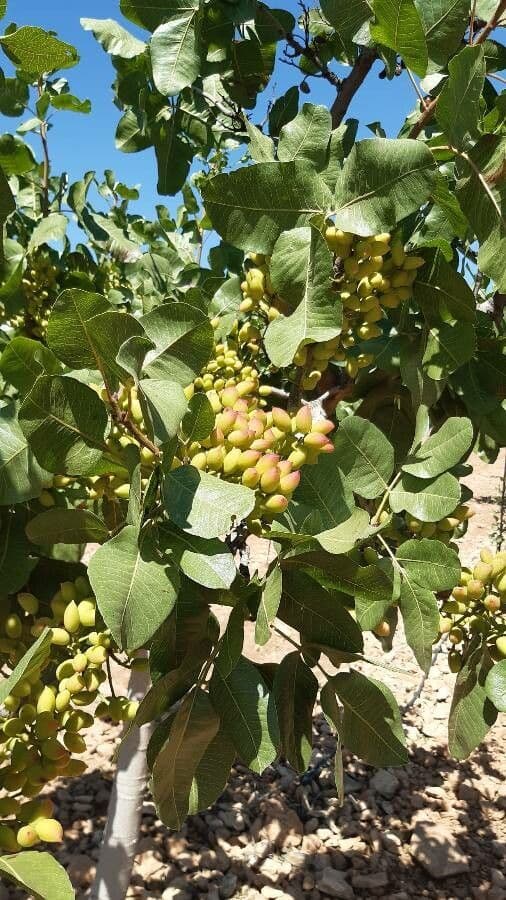 Pistacchio 14