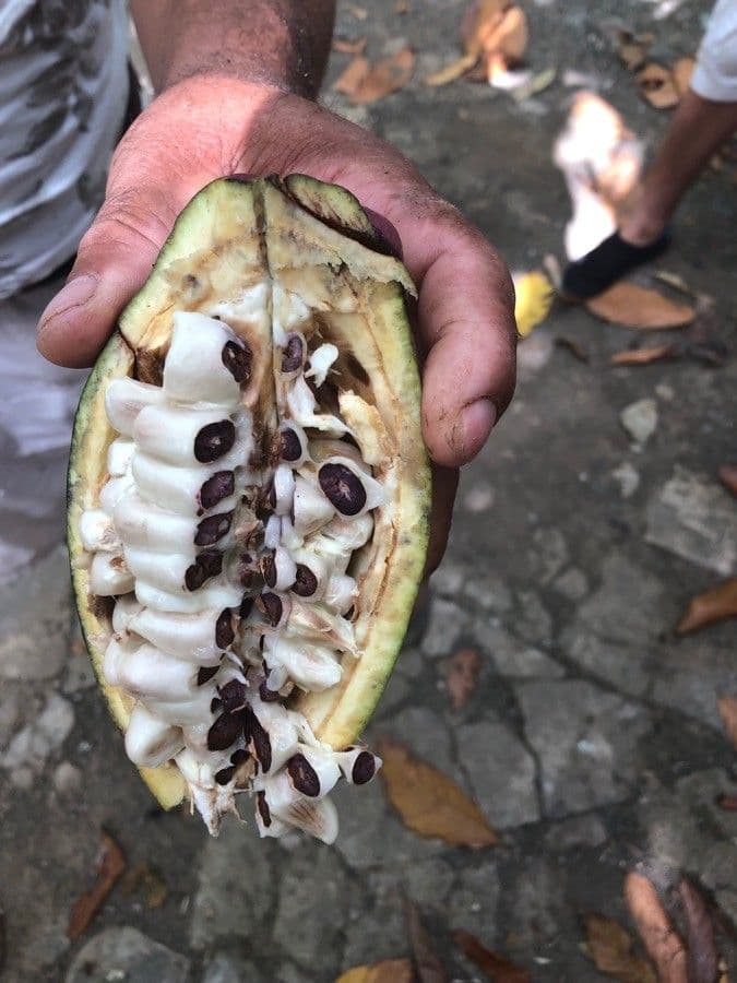 Cacao 3