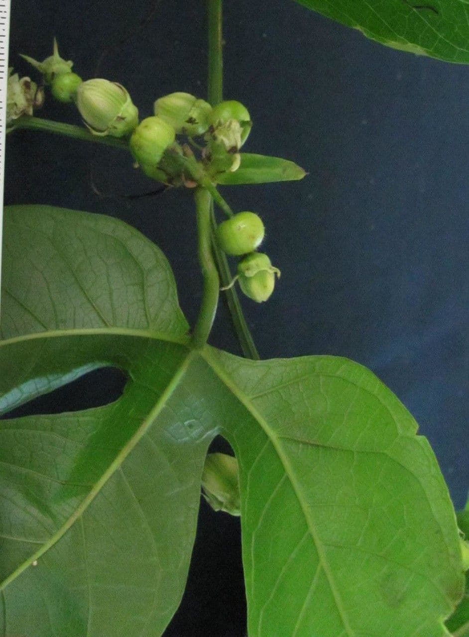 Cayaponia 3