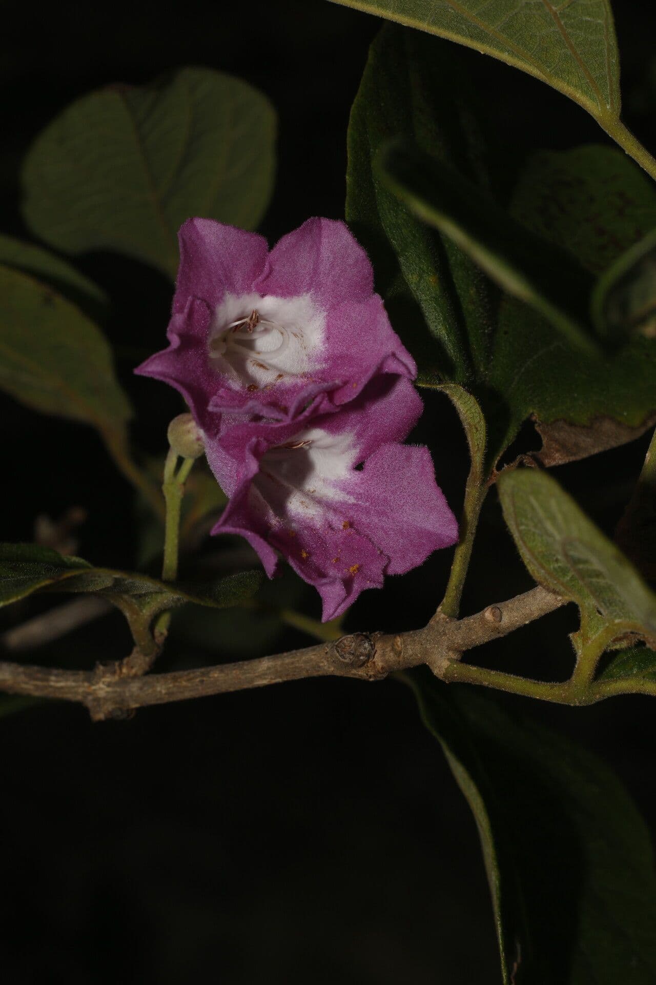 Fridericia 3