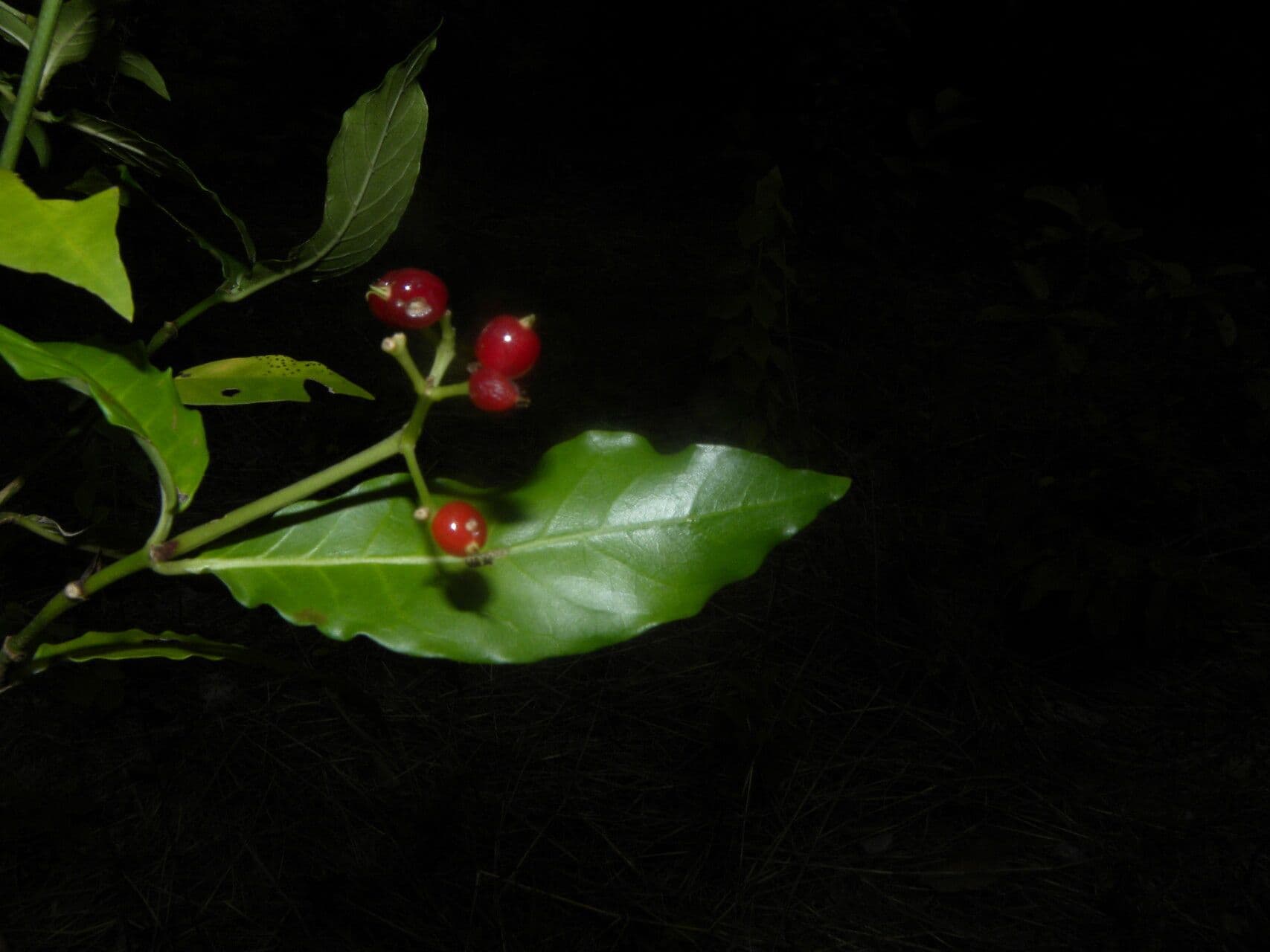 Psychotria