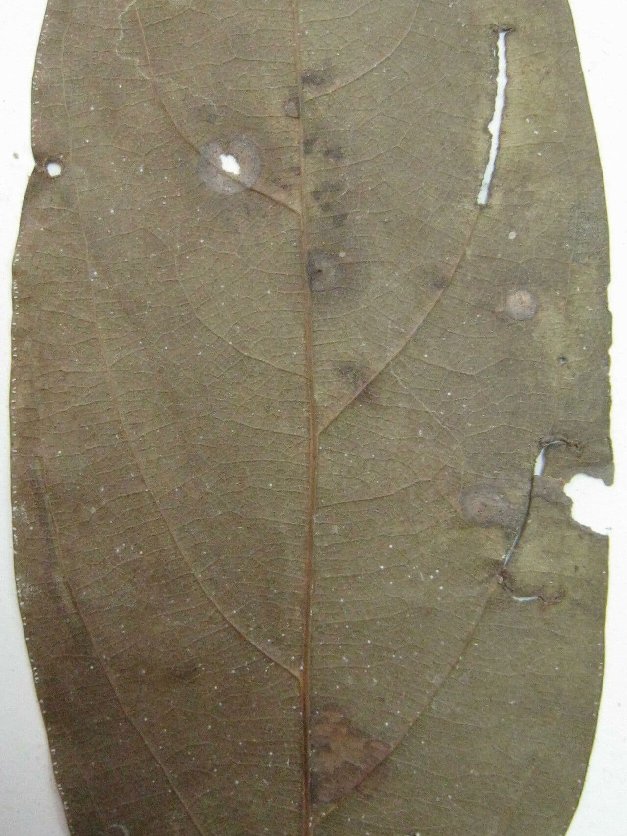 Nectandra 8