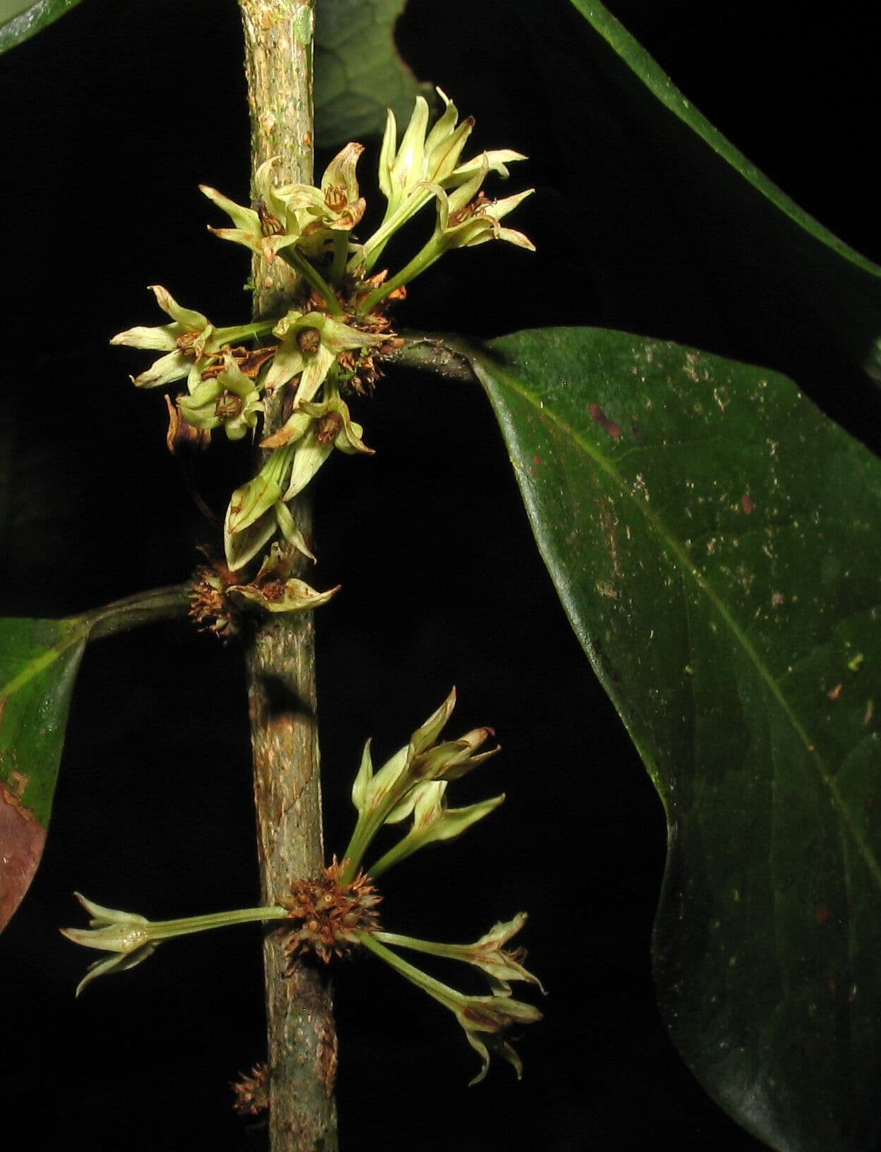 Erythroxylum 8