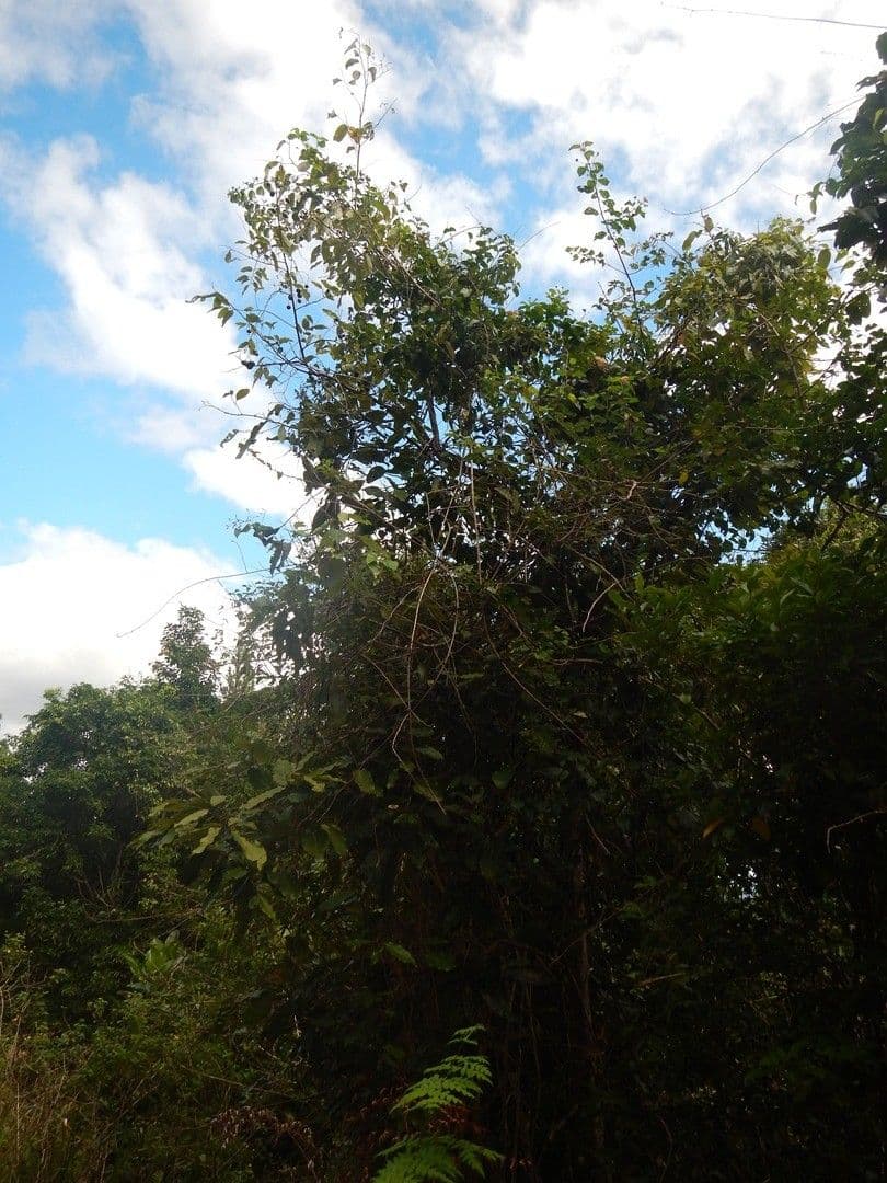 Cryptocarya 5