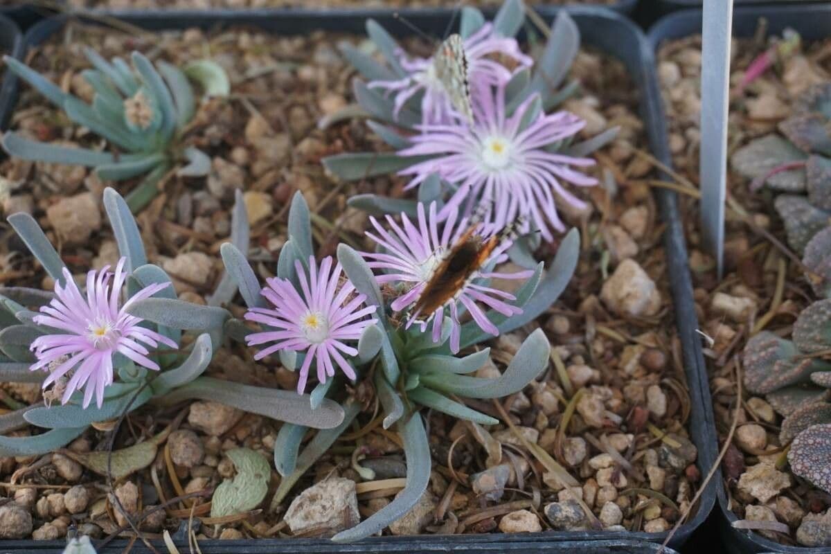 Cheiridopsis 3