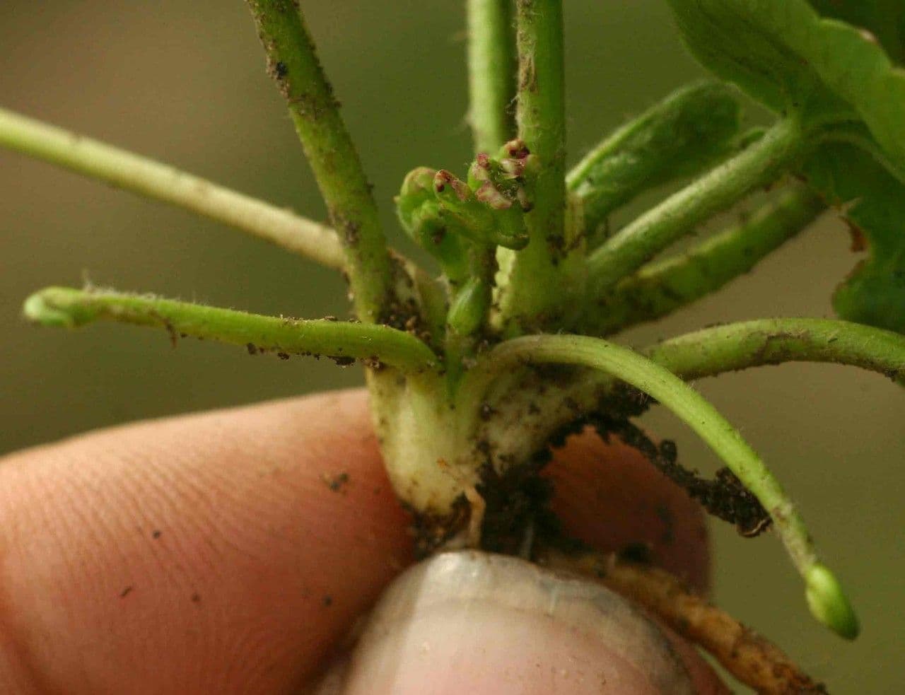 Centella asiatica 20