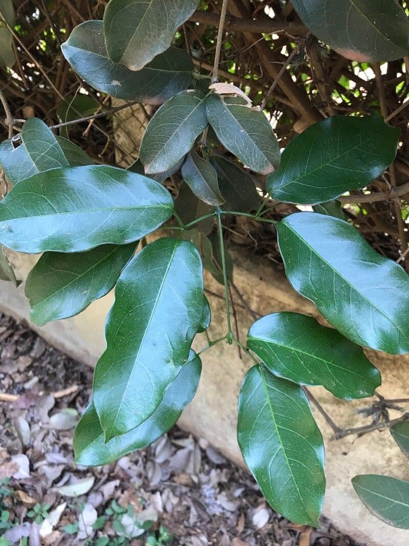 Adenocalymma 8