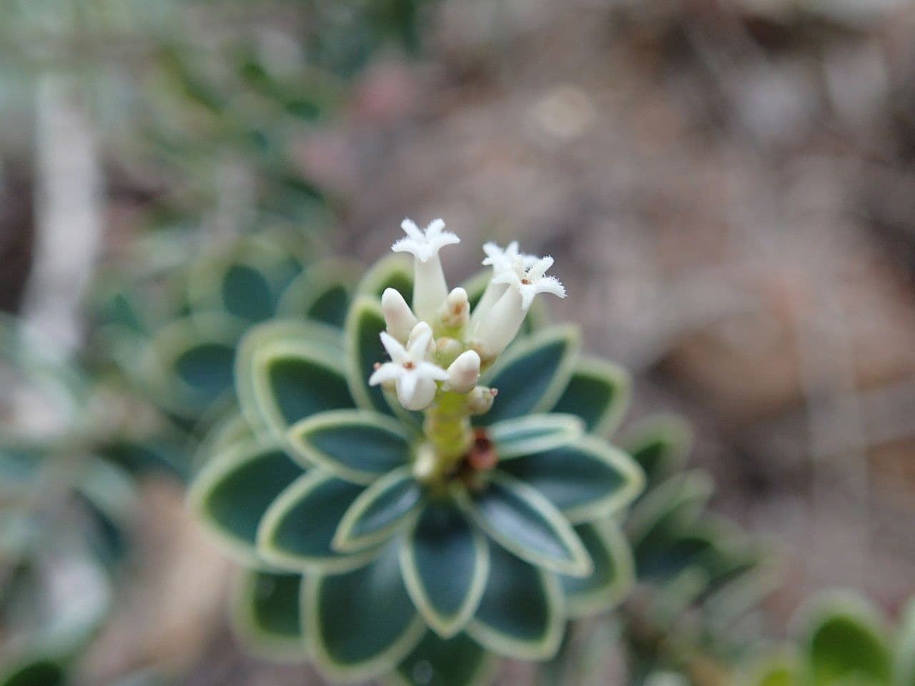 Cyathopsis 8