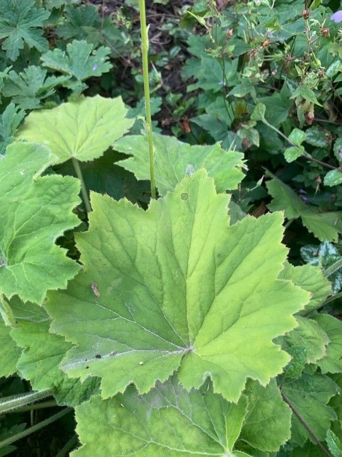 Alumroot peludo 14