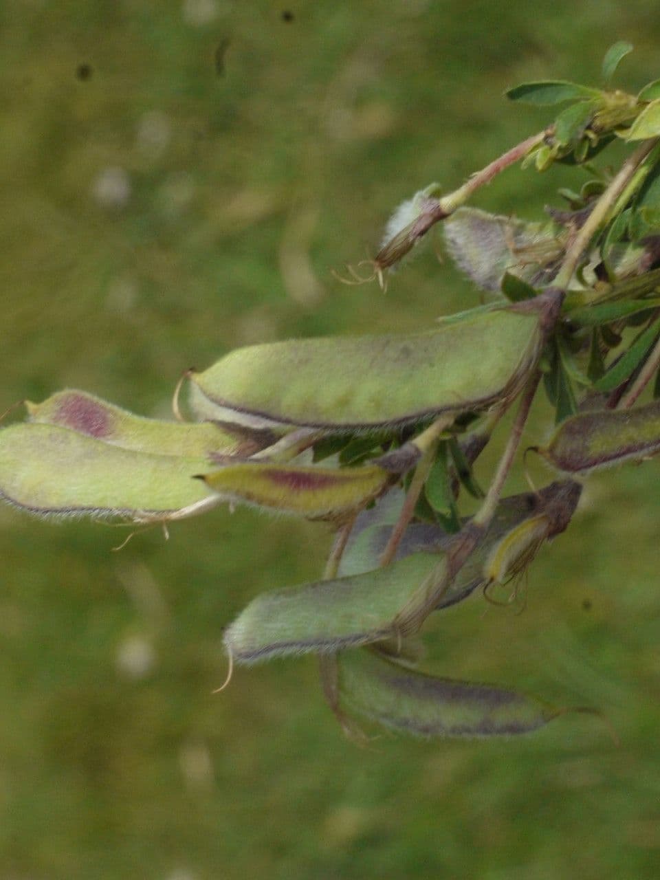 Haar-Ginster 4