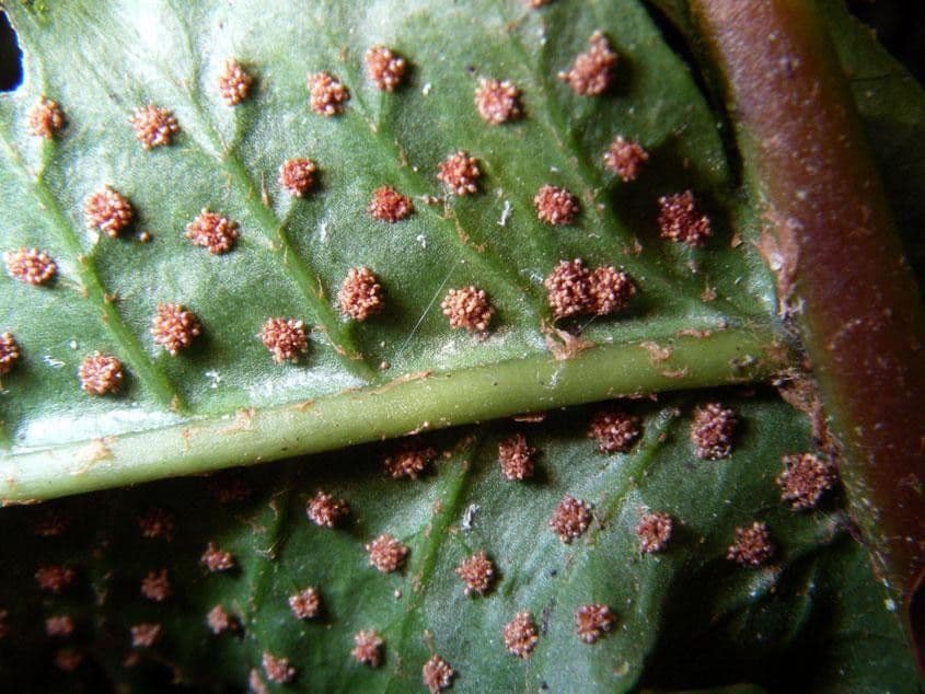 Stigmatopteris 6