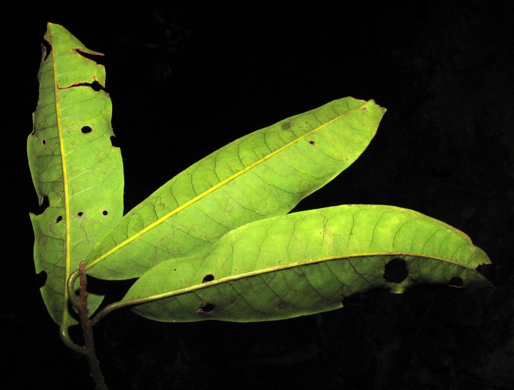 Iryanthera tessmannii 3