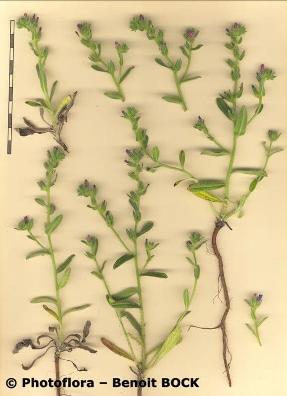Strand-Natternkopf 22