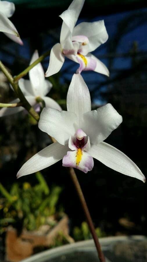 Orchidea 5