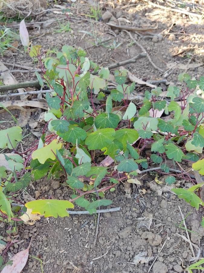 Tropaeolum 5