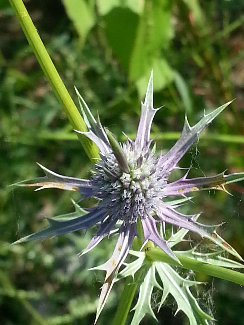 Panicaut 4