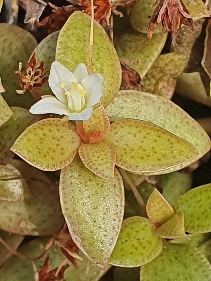 Crassula di Volkens 5