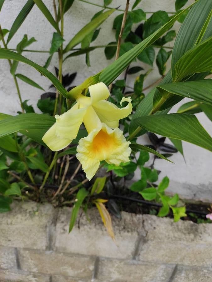 Sobralia 2