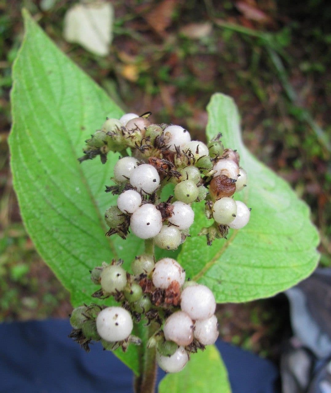 Tournefortia cuspidata 2