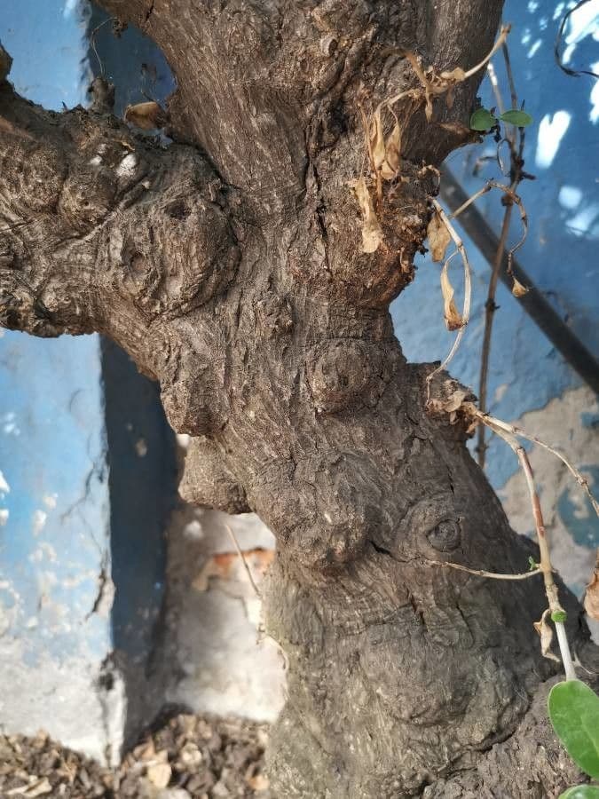 Coprosma plazivá 18