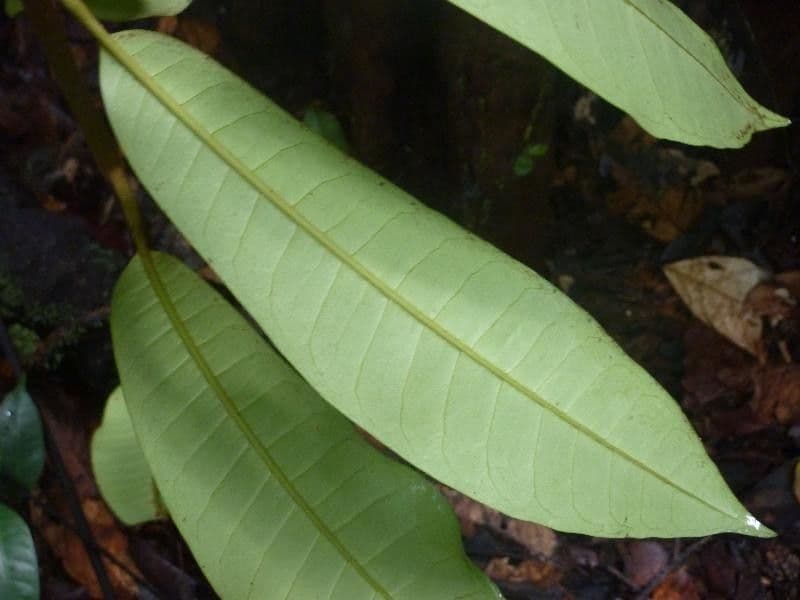 Pouteria 6