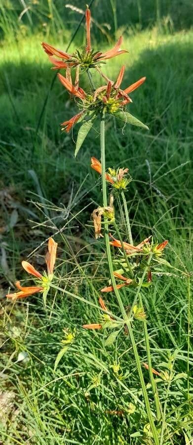 Dicliptera 6