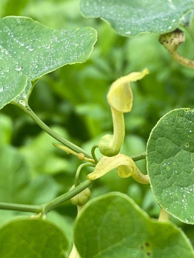 Osterluzei 30