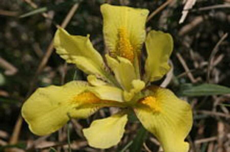 Iris nain