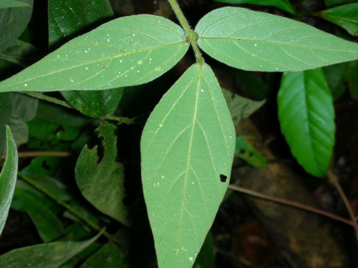Desmodium 8