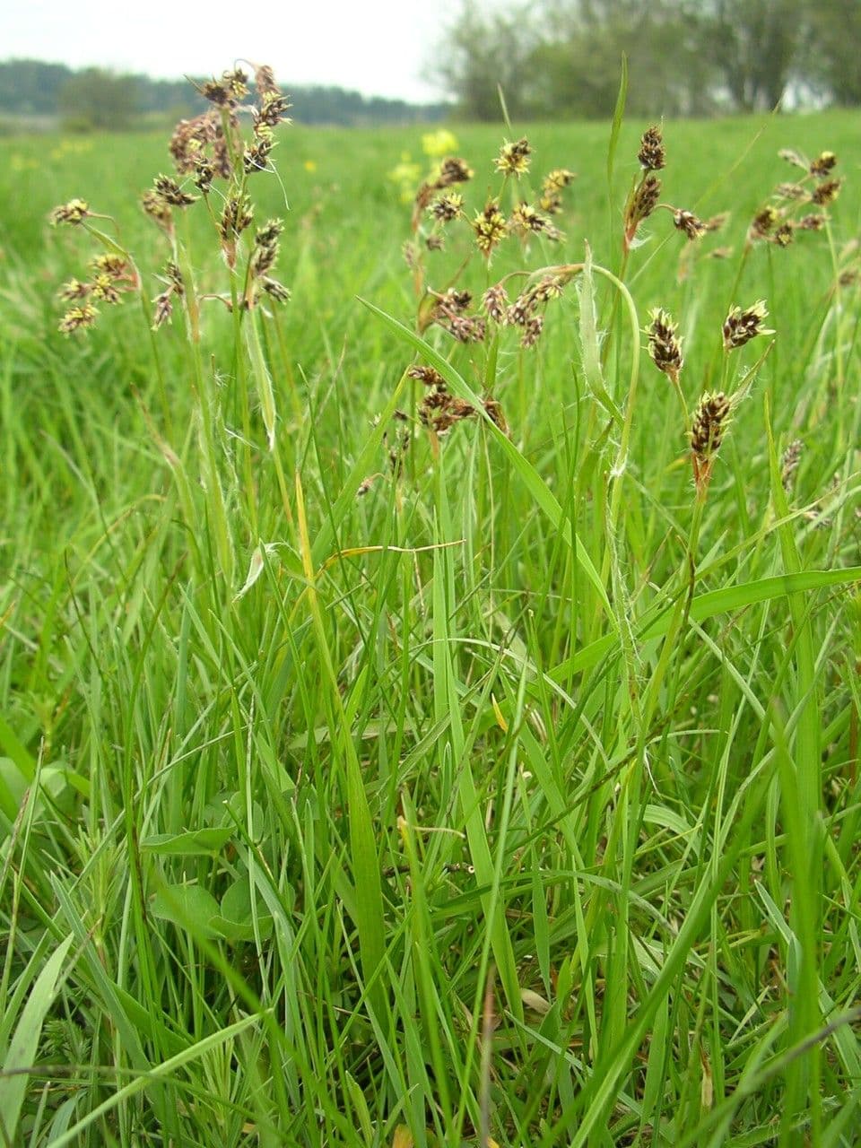 Erba lucciola comune 12