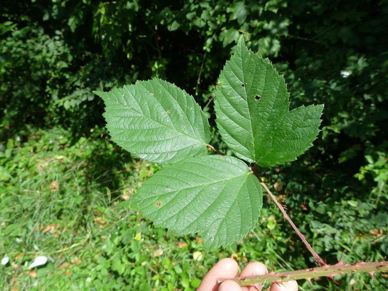 Rovo 8