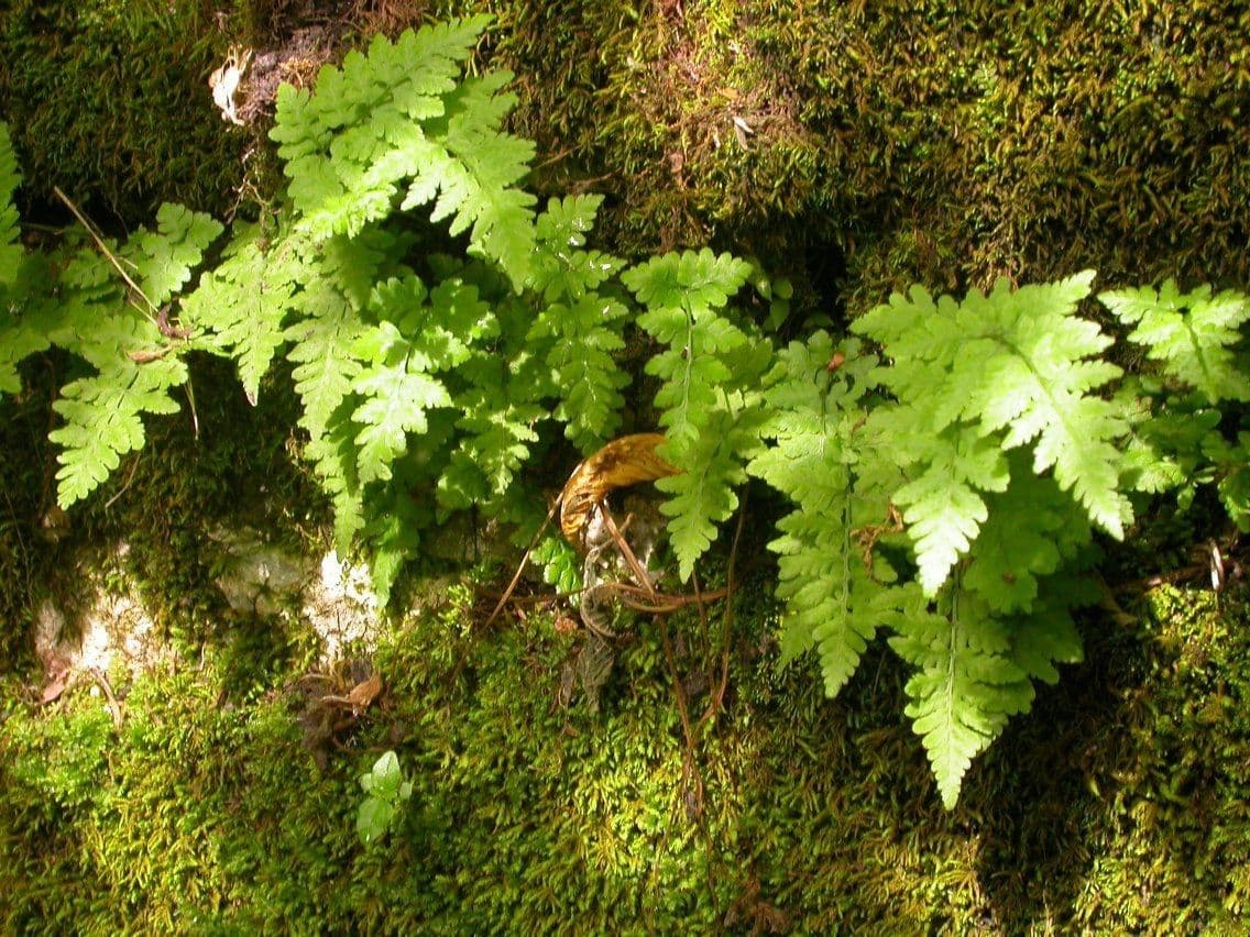 Cystopteris