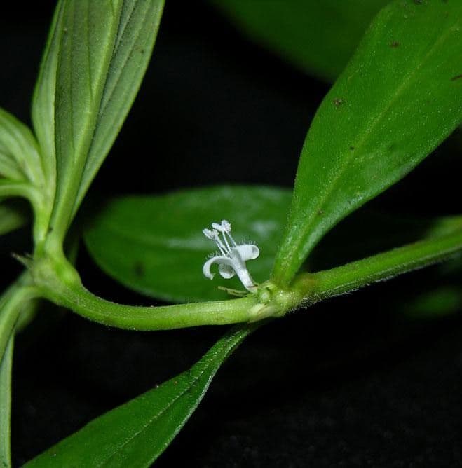 Spermacoce ocymifolia 13