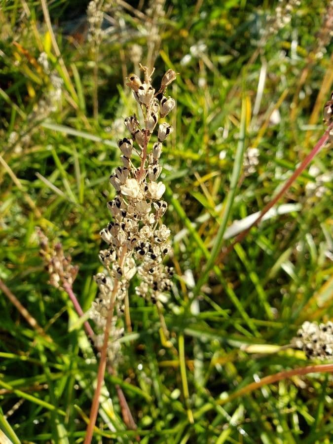 Garofano