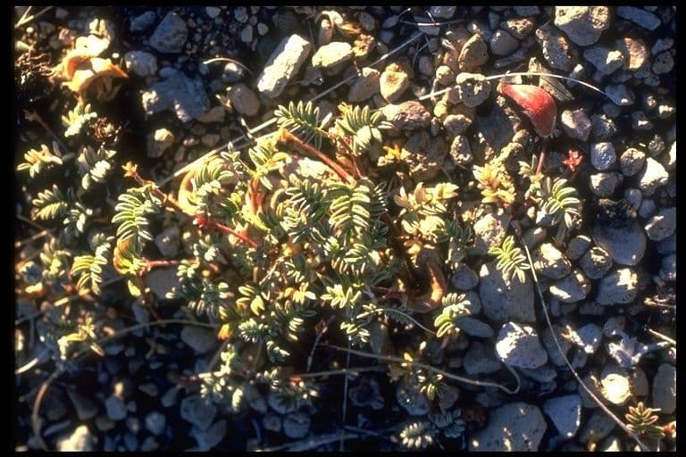 Astragalo 8