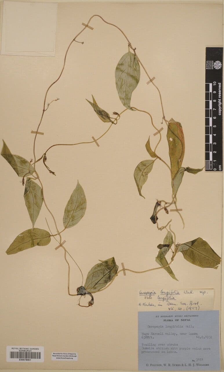 Langblättrige Leuchterblume 4
