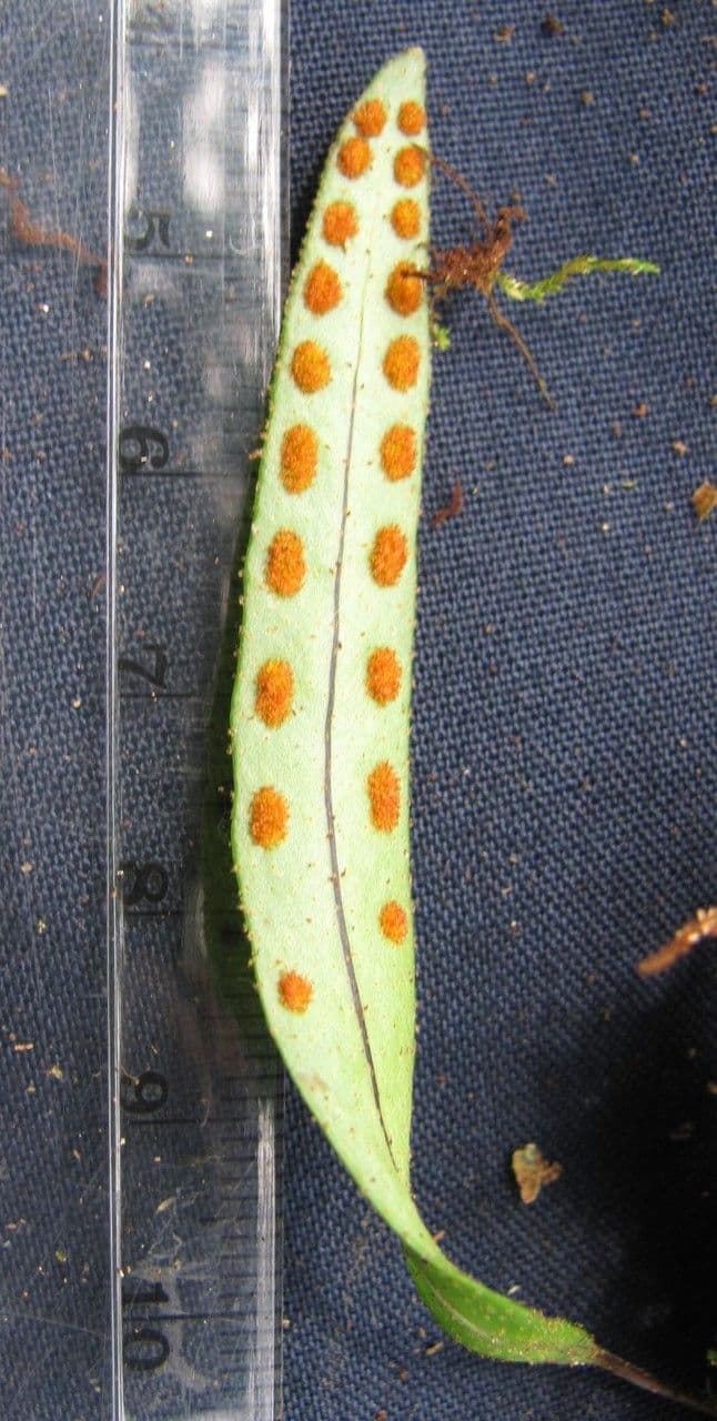 Felce squamostellata 3