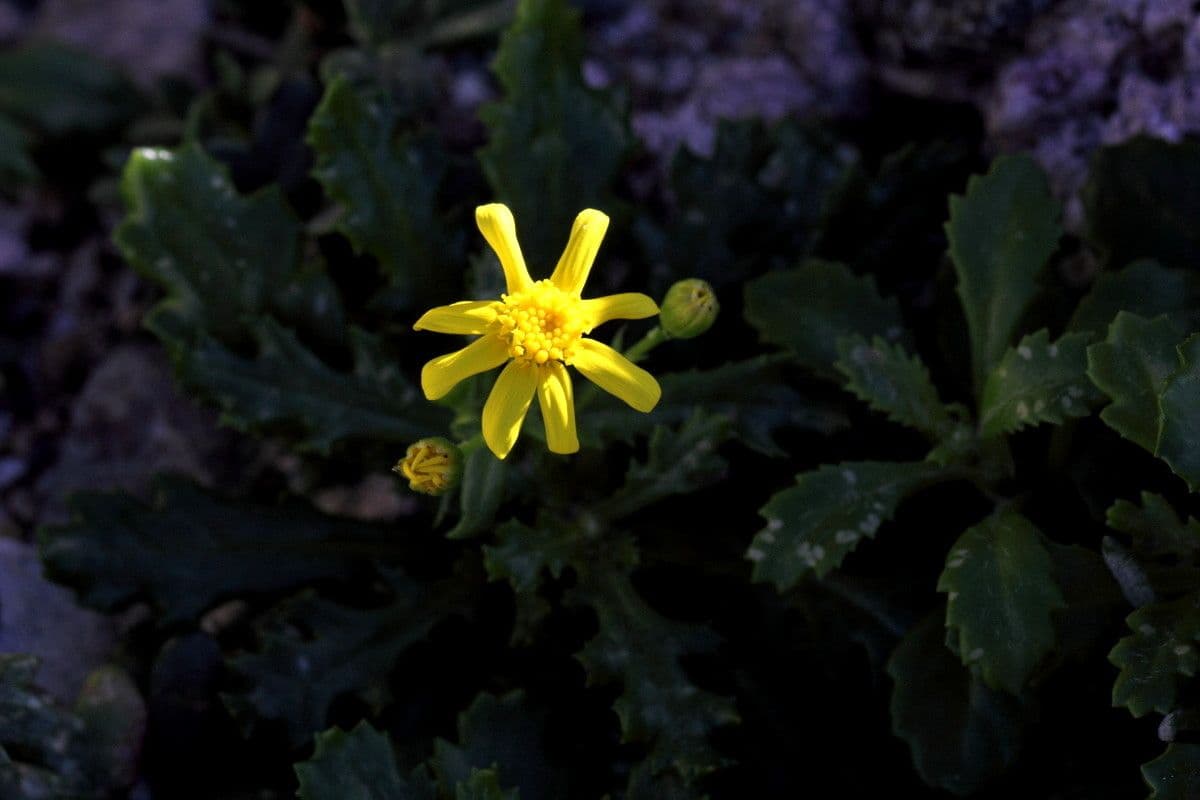 Senecio transitorio 2