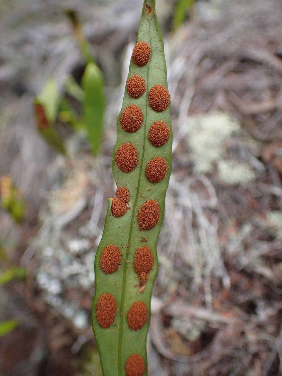 Pleopeltis macrocarpa 2
