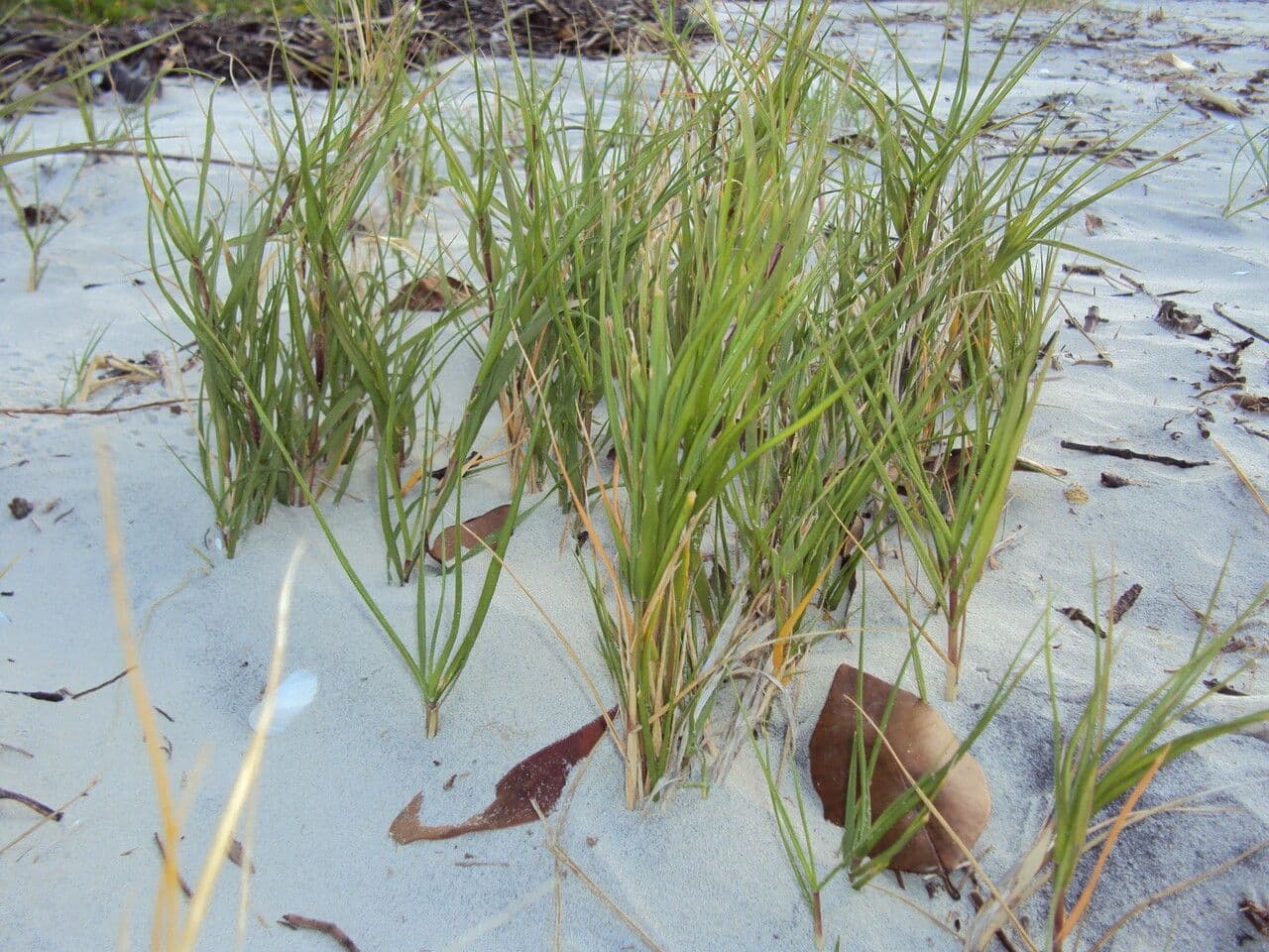 Sporobolus virginicus 6