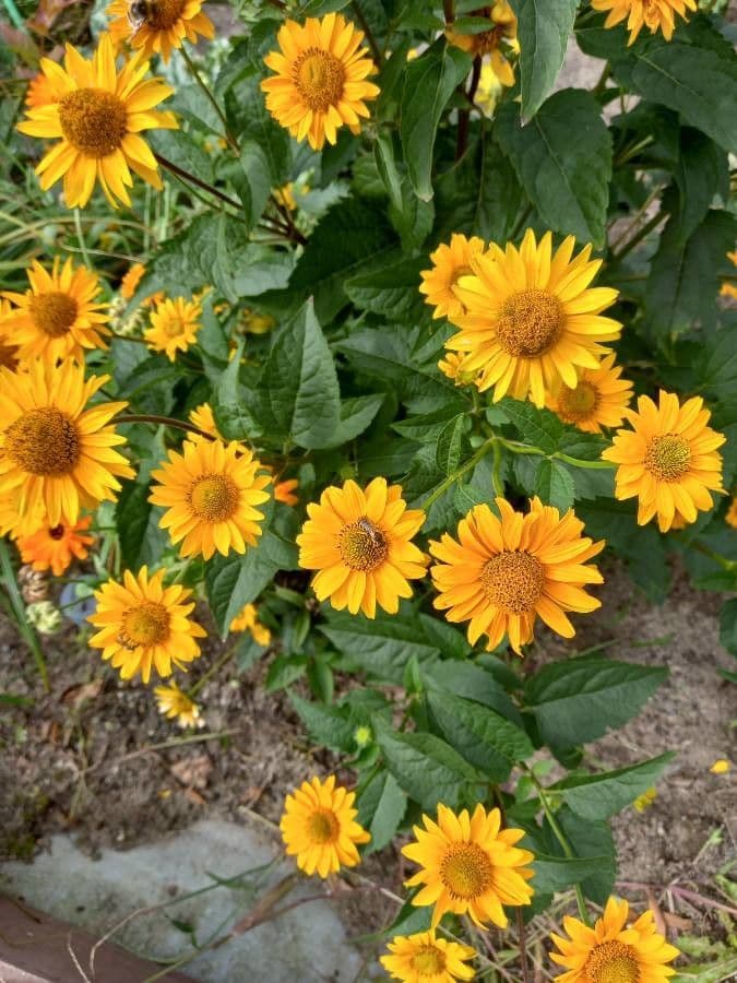 Heliopsis 24