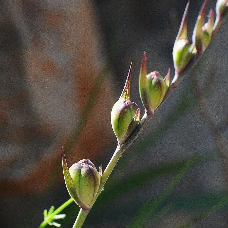 Illyrische Gladiole