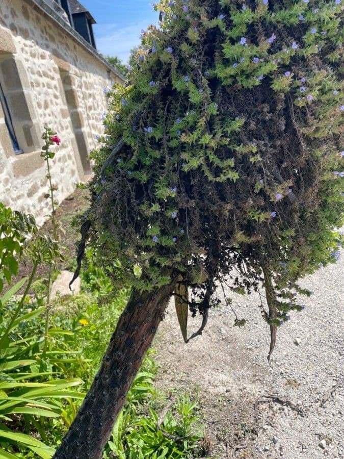 Echium 7