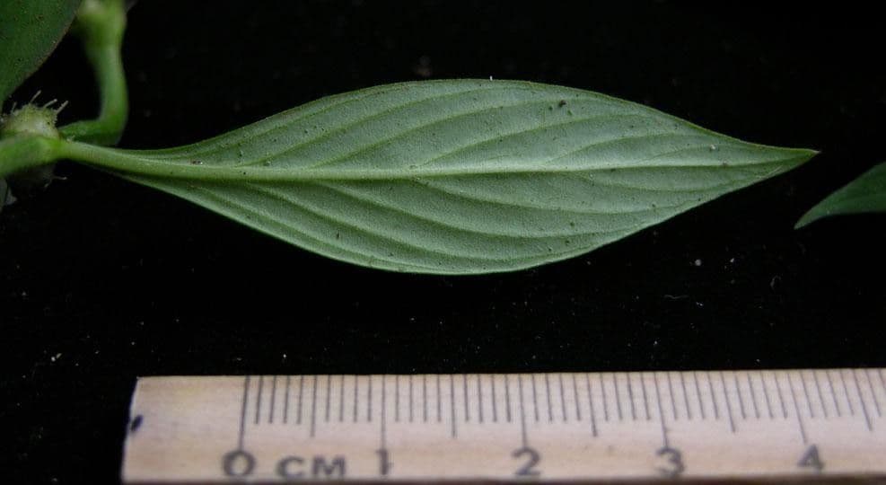 Spermacoce ocymifolia 9