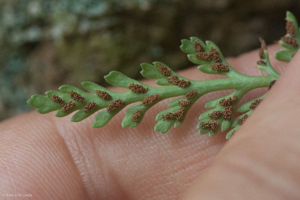 Asplénium de montagne 3