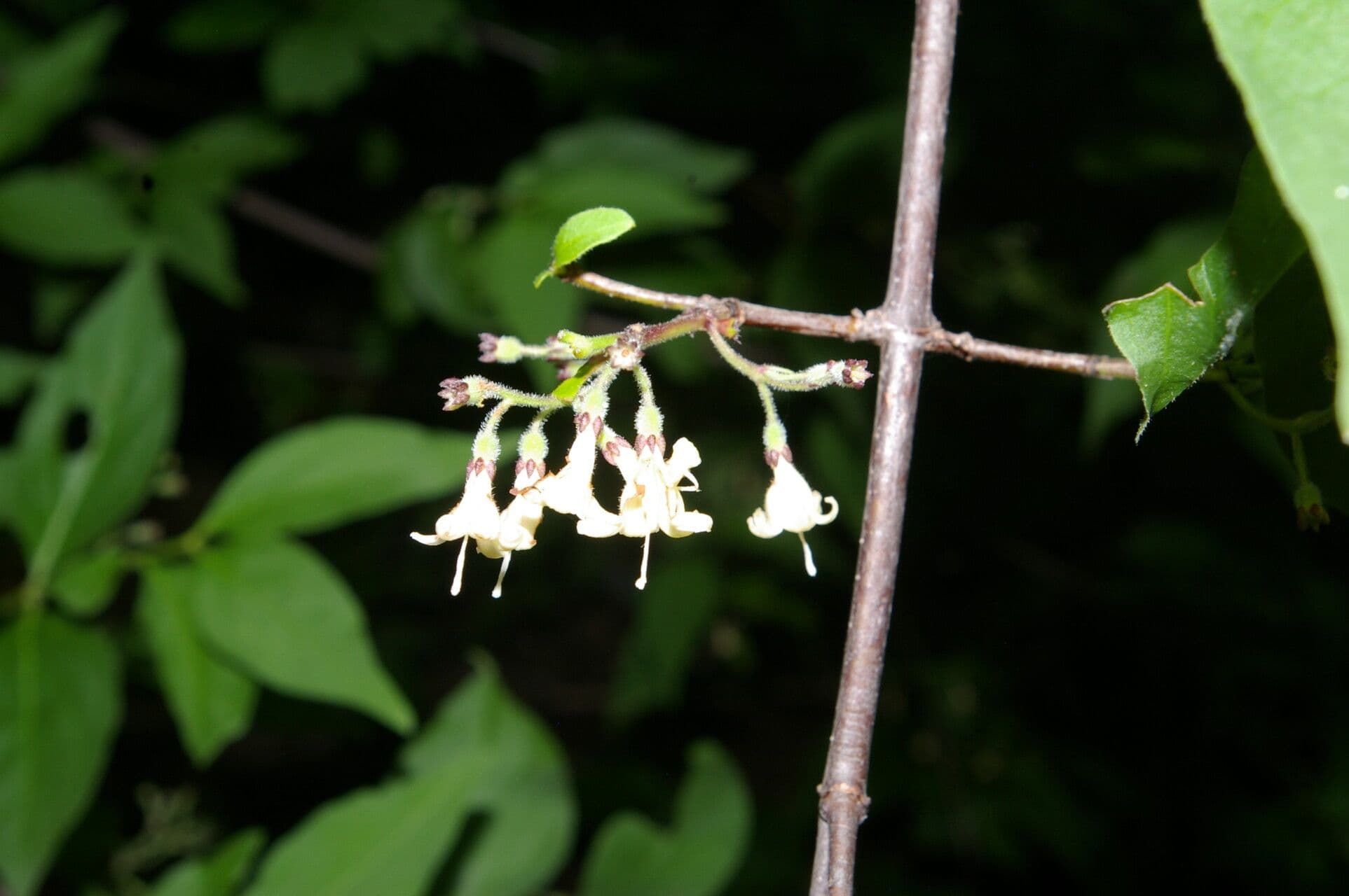 Chiococca 3