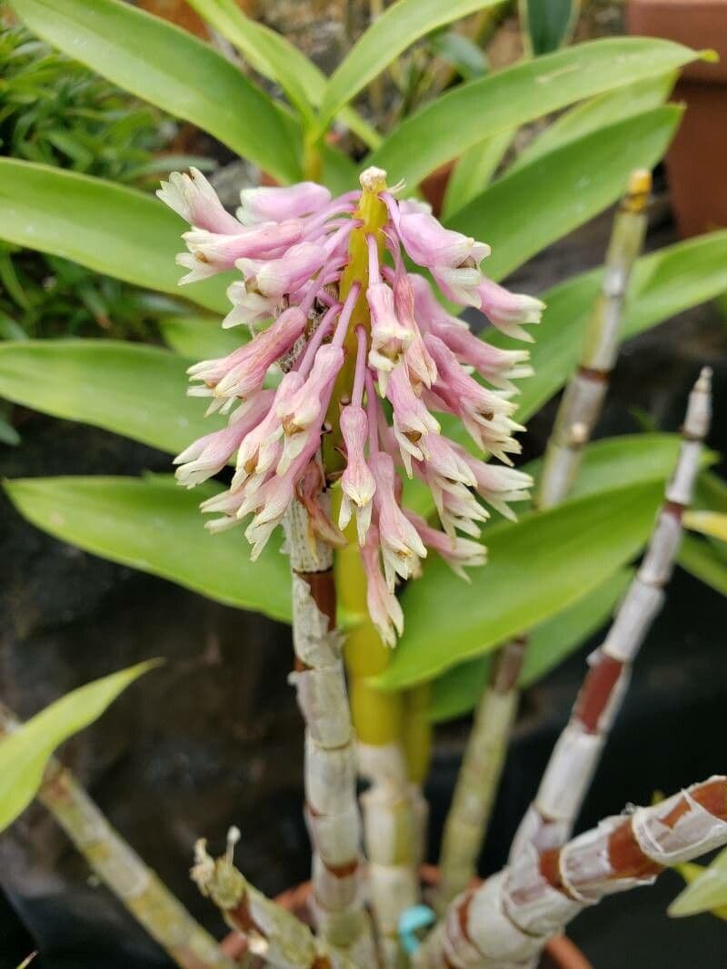 Dendrobium 2